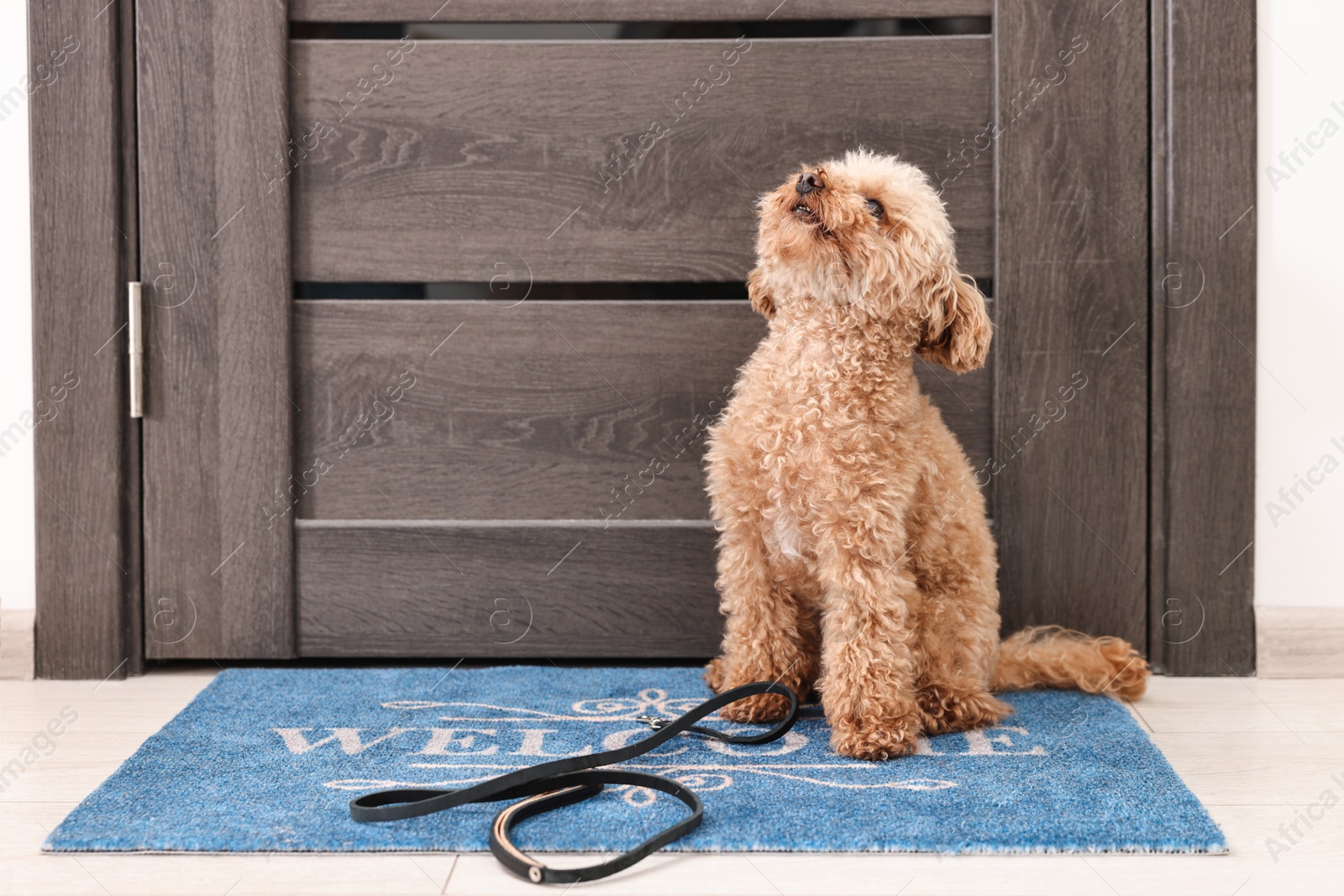 Photo of Walking with dog. Cute Maltipoo with leash near door indoors