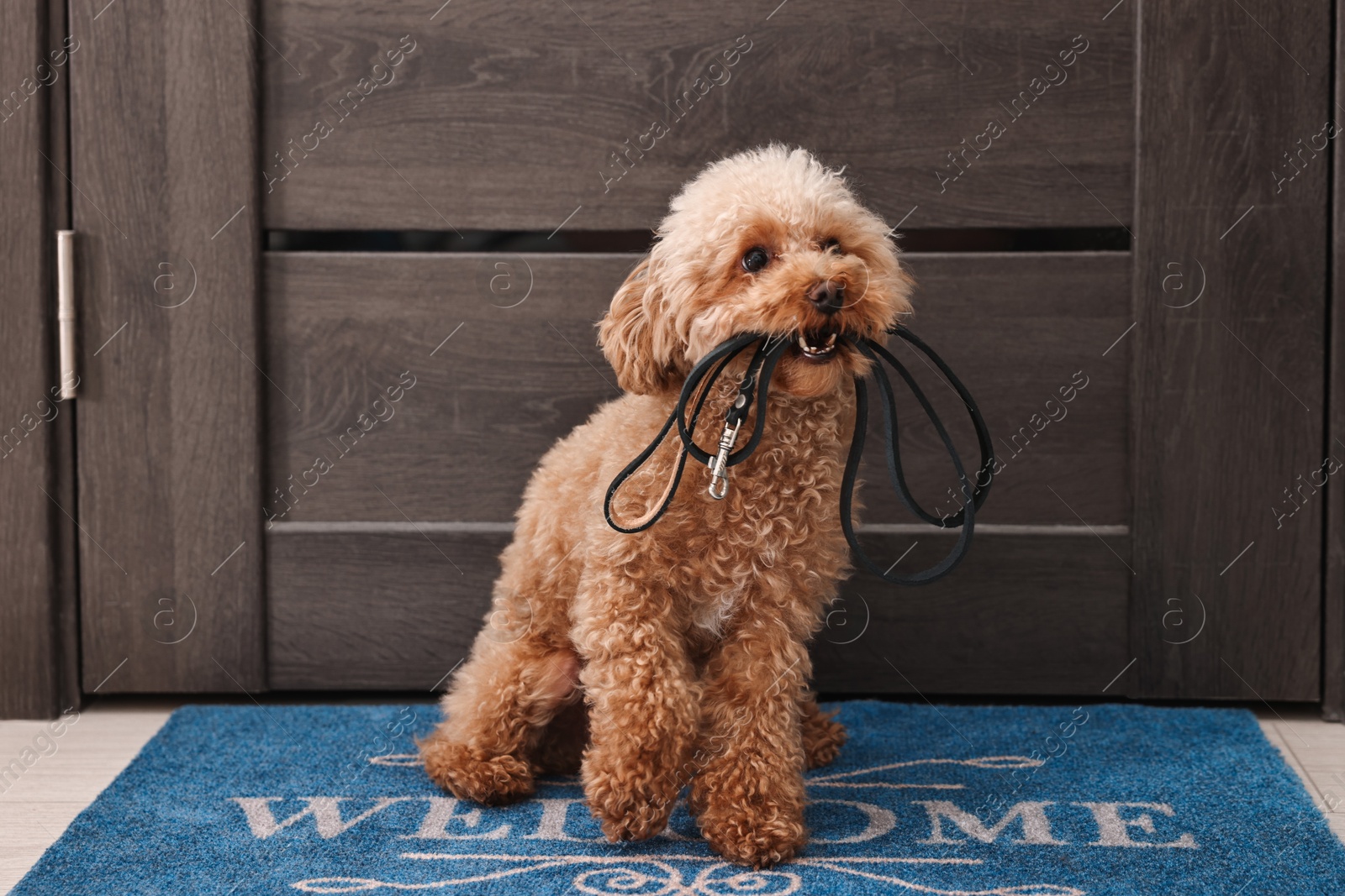 Photo of Walking with dog. Cute Maltipoo with leash near door indoors