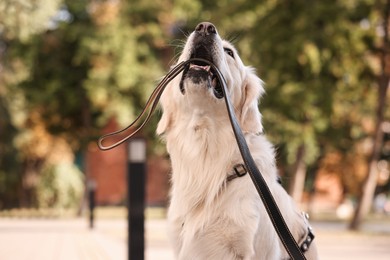 Photo of Walking with dog. Cute Golden Retriever with leash outdoors