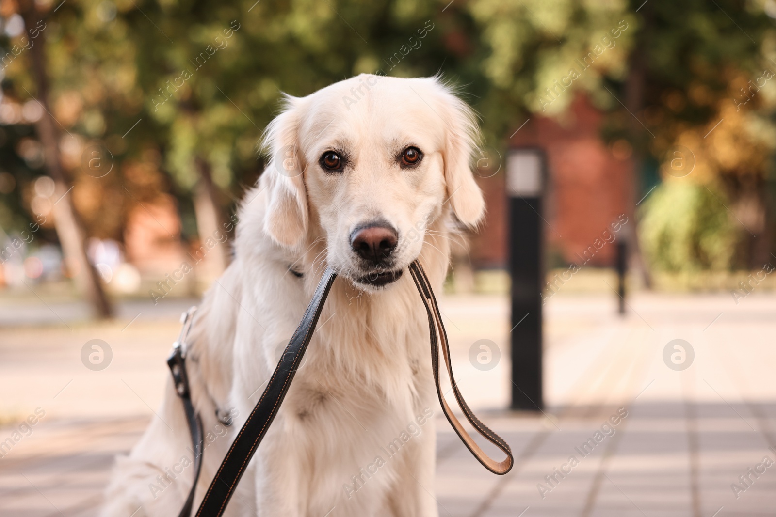 Photo of Walking with dog. Cute Golden Retriever with leash outdoors, space for text