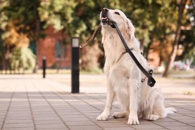 Photo of Walking with dog. Cute Golden Retriever with leash outdoors, space for text