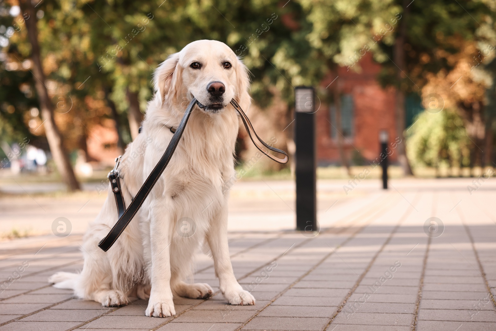 Photo of Walking with dog. Cute Golden Retriever with leash outdoors, space for text