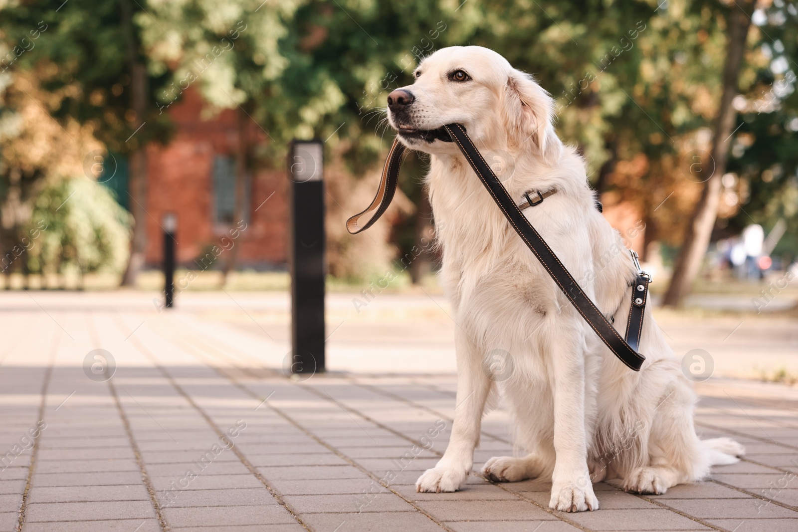 Photo of Walking with dog. Cute Golden Retriever with leash outdoors, space for text