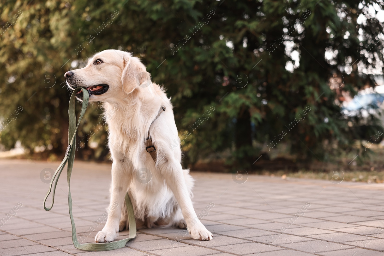 Photo of Walking with dog. Cute Golden Retriever with leash outdoors, space for text