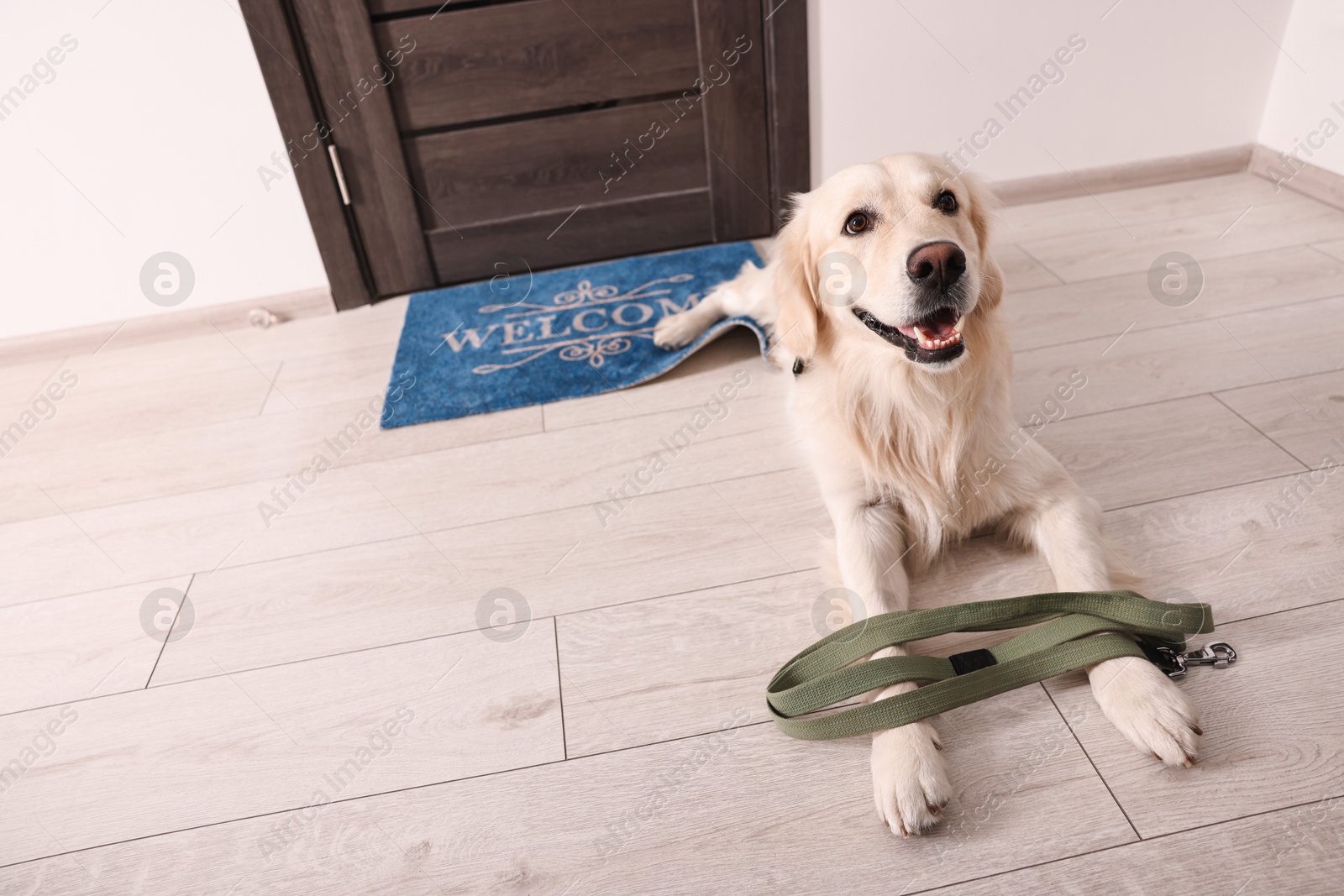 Photo of Walking with dog. Cute Golden Retriever with leash near door indoors