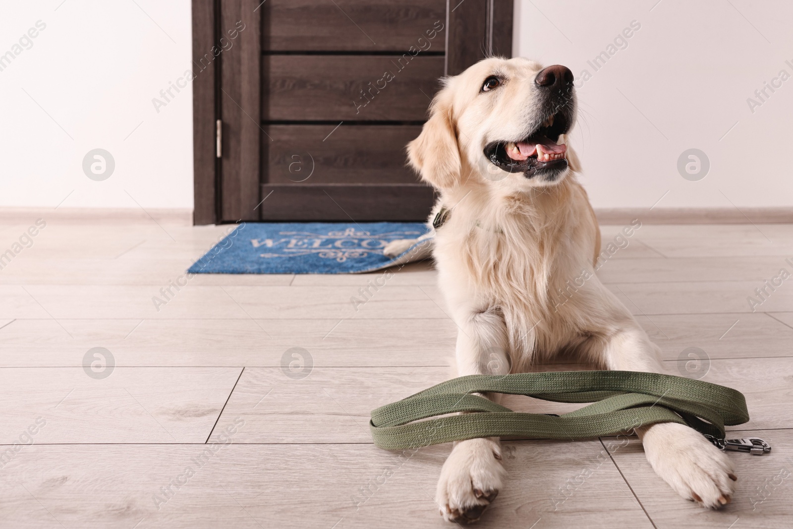 Photo of Walking with dog. Cute Golden Retriever with leash near door indoors