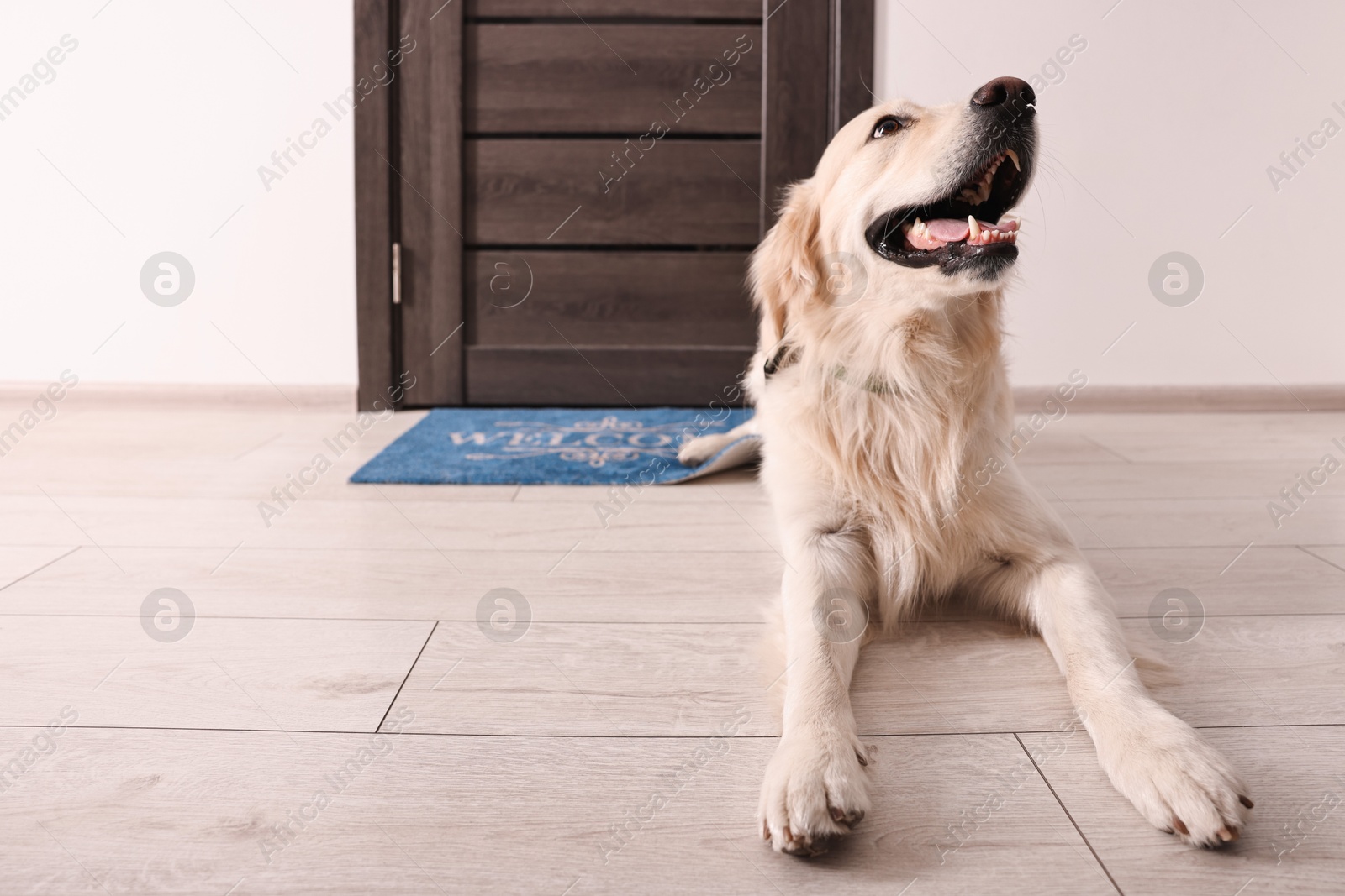 Photo of Walking with dog. Cute Golden Retriever near door indoors