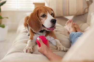 Photo of Owner giving toy to cute dog at home, closeup. Playing with pet