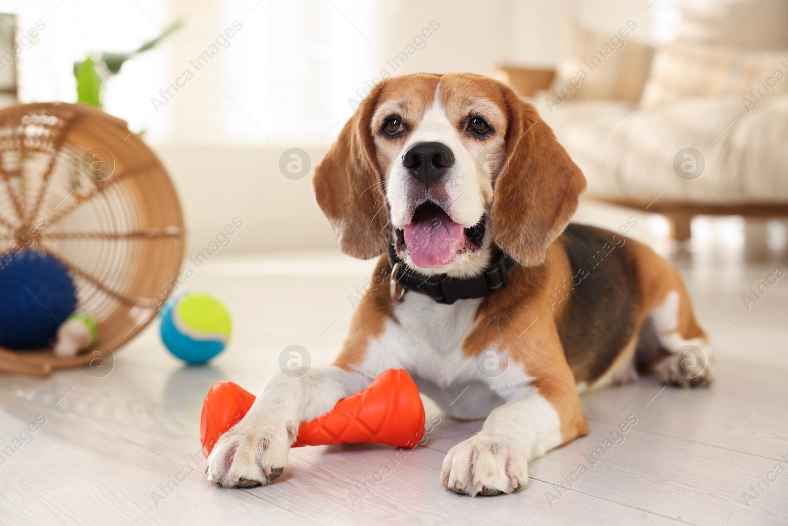 Photo of Cute dog playing with toy at home. Adorable pet