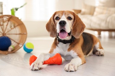 Photo of Cute dog playing with toy at home. Adorable pet