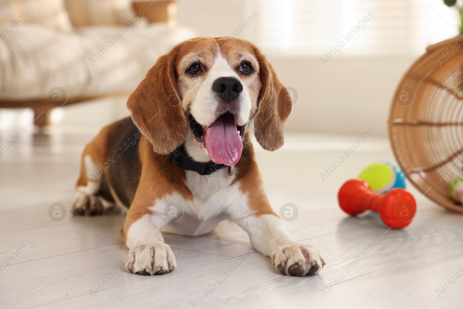 Photo of Cute dog playing with toy at home. Adorable pet