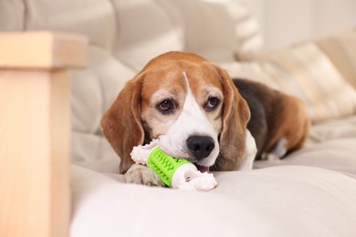 Photo of Cute dog playing with toy on sofa at home. Adorable pet