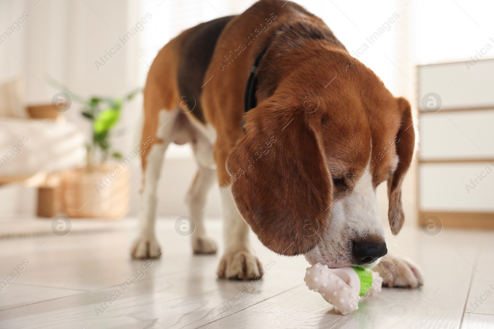 Photo of Cute dog playing with toy at home. Adorable pet