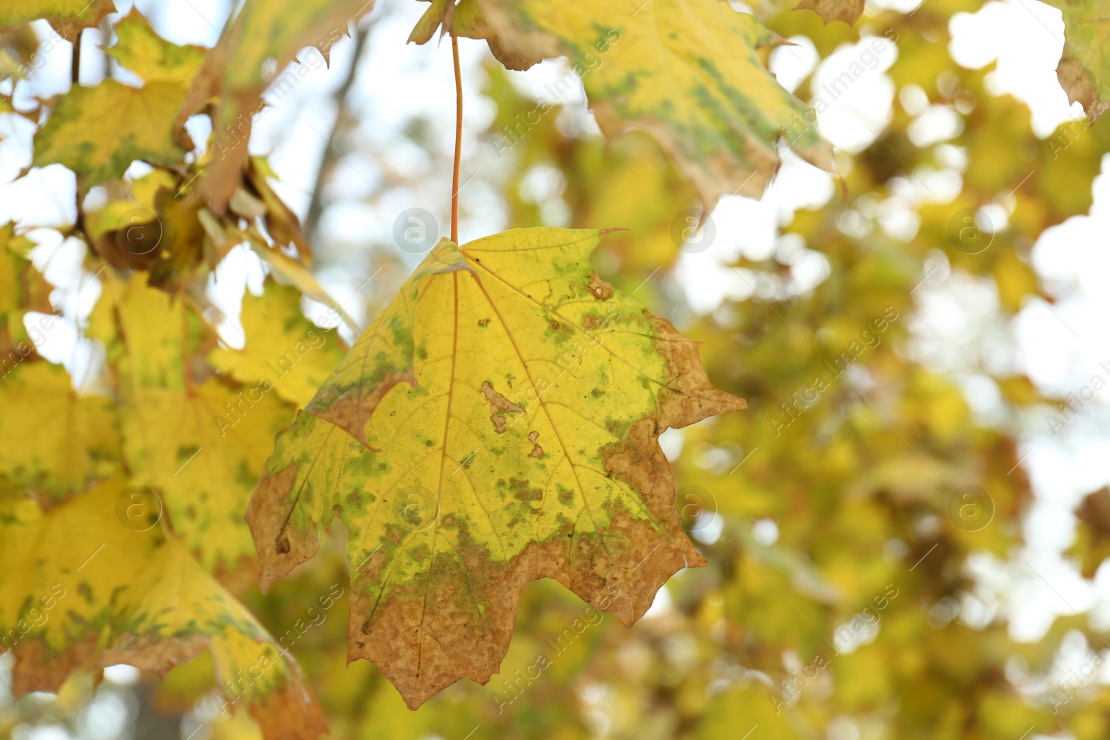 Photo of Beautiful maple tree with bright leaves outdoors, closeup