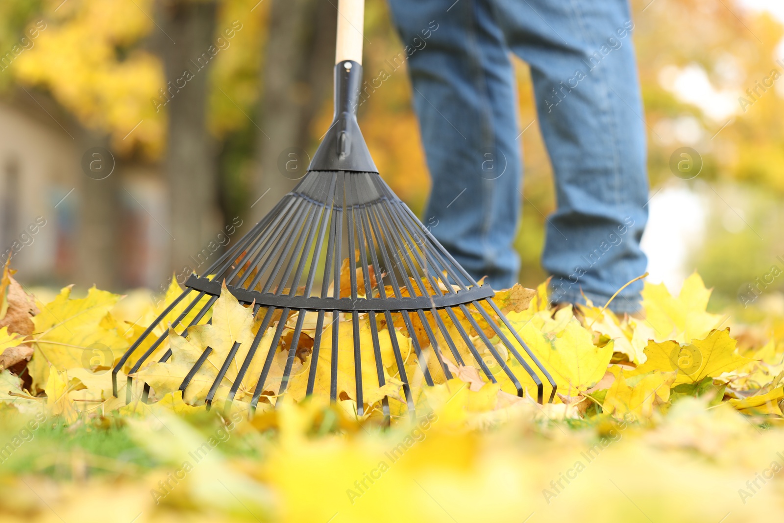 Photo of Man gathering fallen leaves with fan rake outdoors, closeup