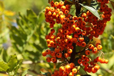 Photo of Beautiful branches with berries and green leaves outdoors, closeup. Space for text