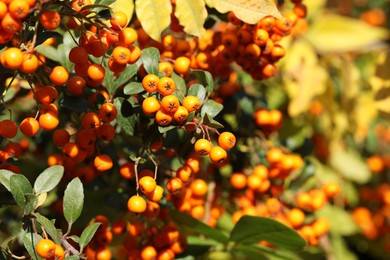 Photo of Beautiful branches with berries and green leaves outdoors, closeup