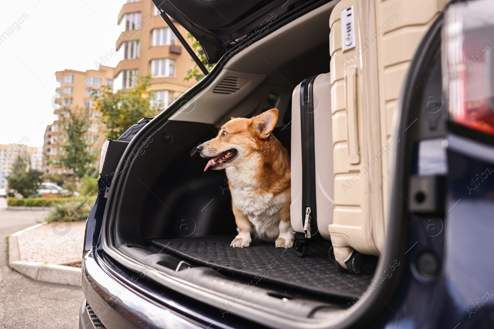 Photo of Pembroke Welsh Corgi near suitcases in car trunk