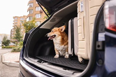 Photo of Pembroke Welsh Corgi near suitcases in car trunk