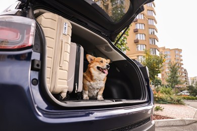 Pembroke Welsh Corgi near suitcases in car trunk