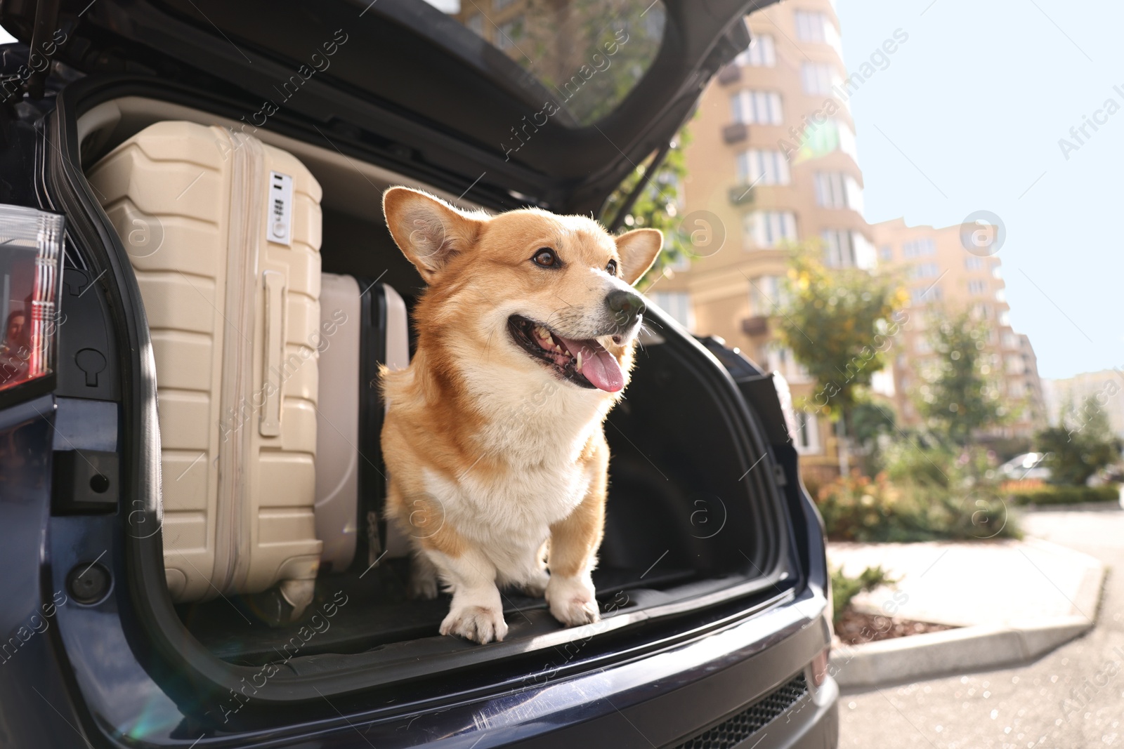 Photo of Pembroke Welsh Corgi near suitcases in car trunk