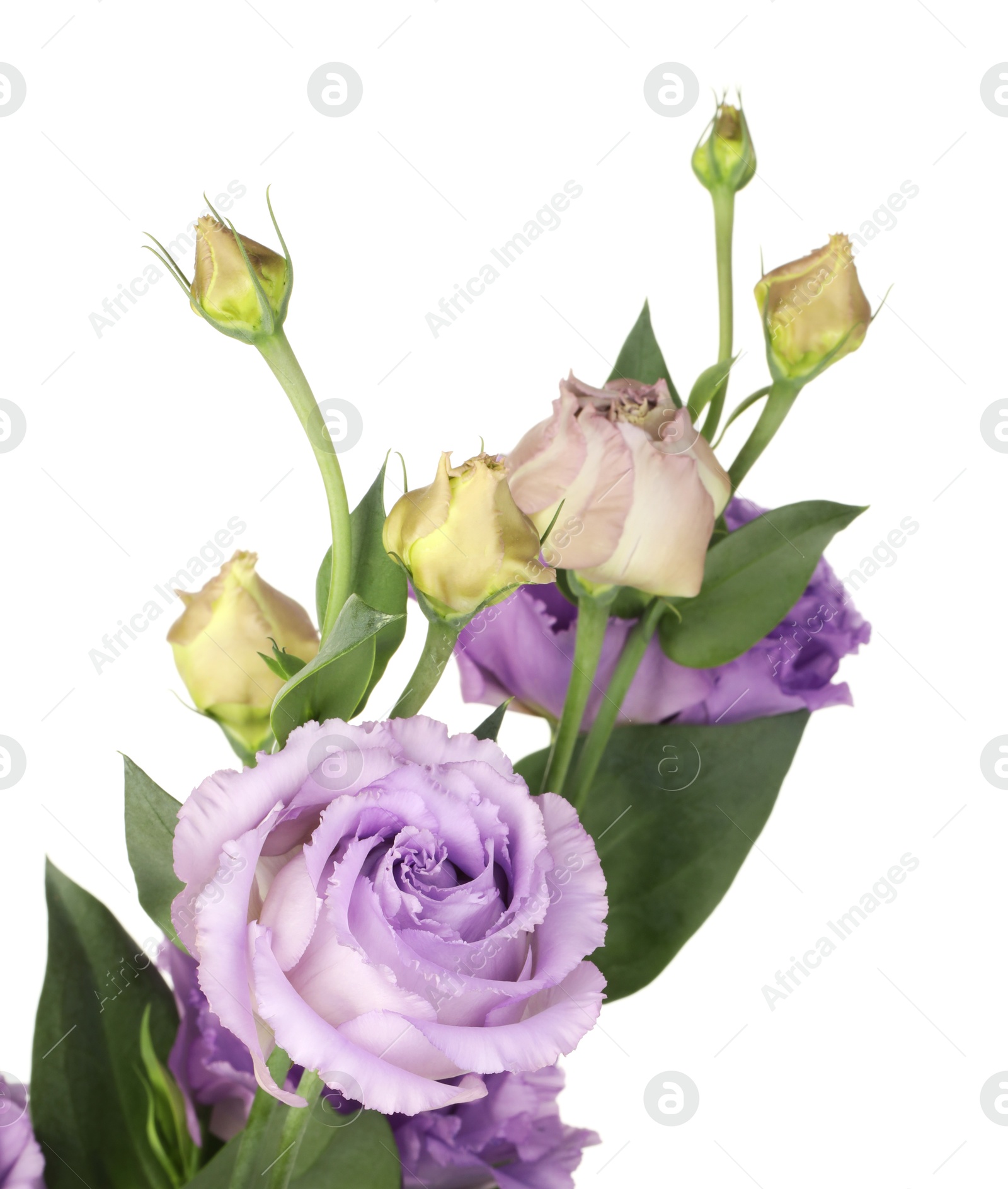 Photo of Beautiful violet eustoma flowers with green leaves isolated on white