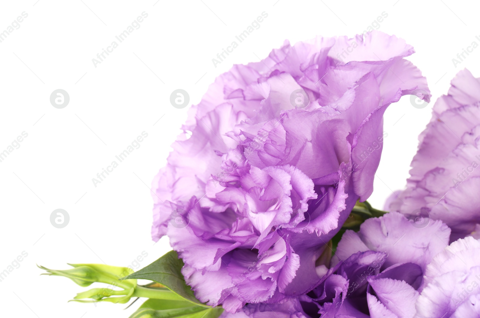 Photo of Beautiful violet eustoma flowers on white background, closeup