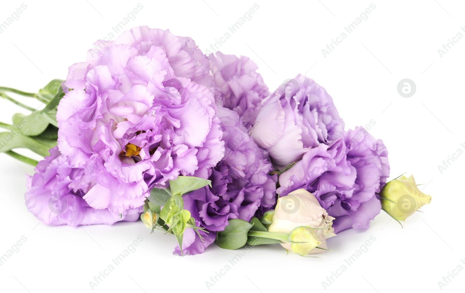 Photo of Bouquet of beautiful violet eustoma flowers isolated on white