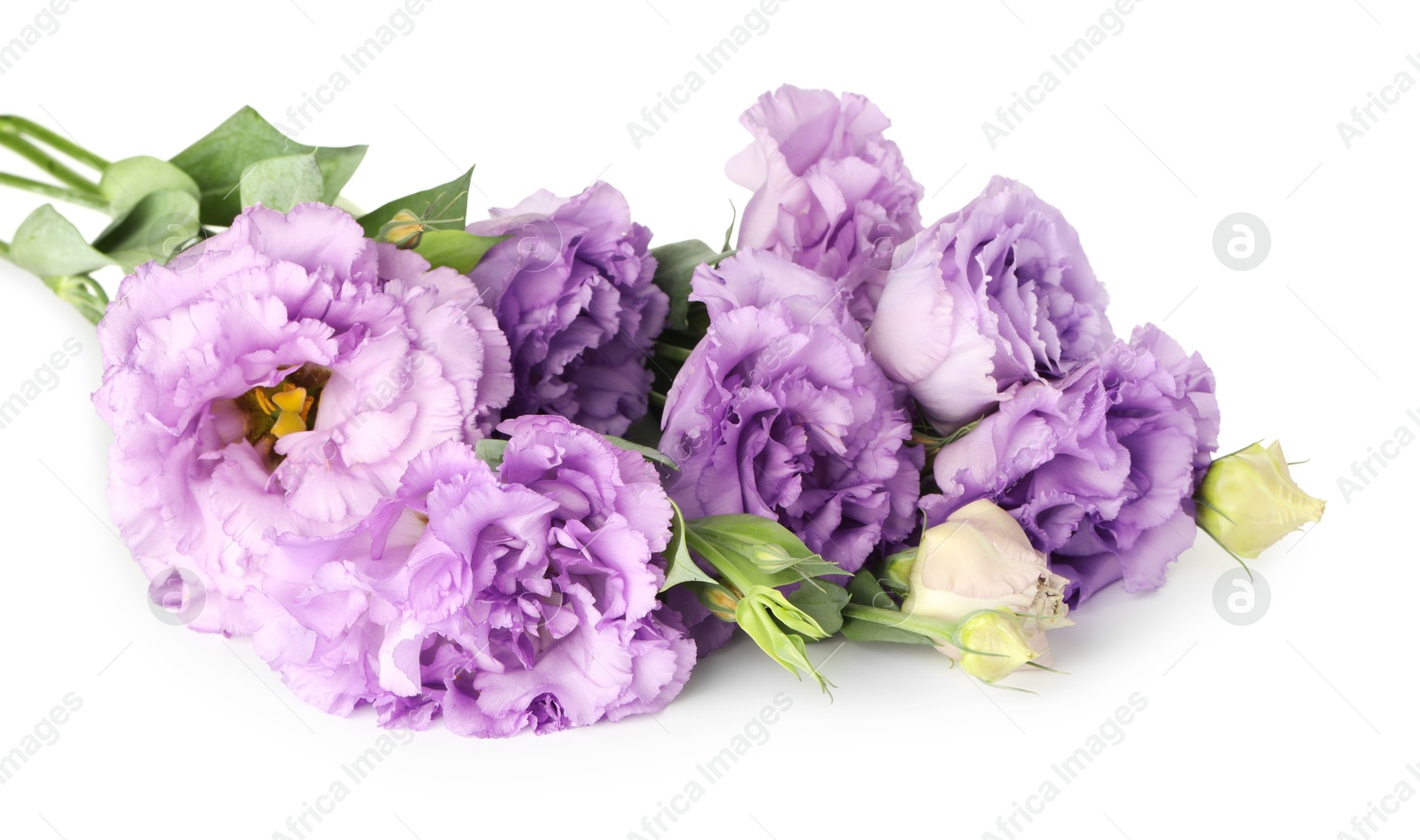 Photo of Beautiful violet eustoma flowers with green leaves isolated on white