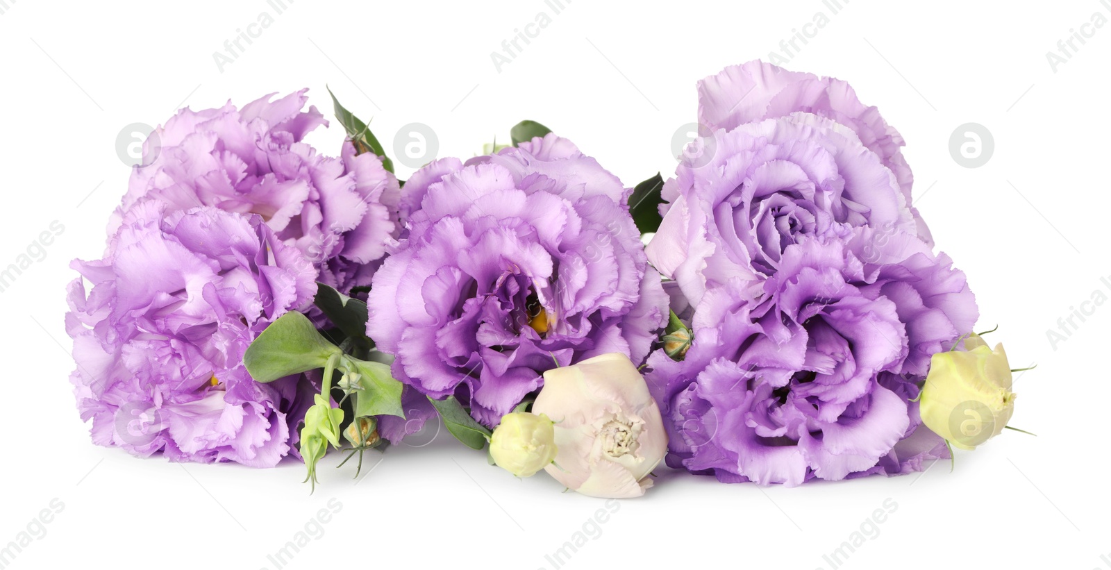 Photo of Beautiful violet eustoma flowers with green leaves isolated on white