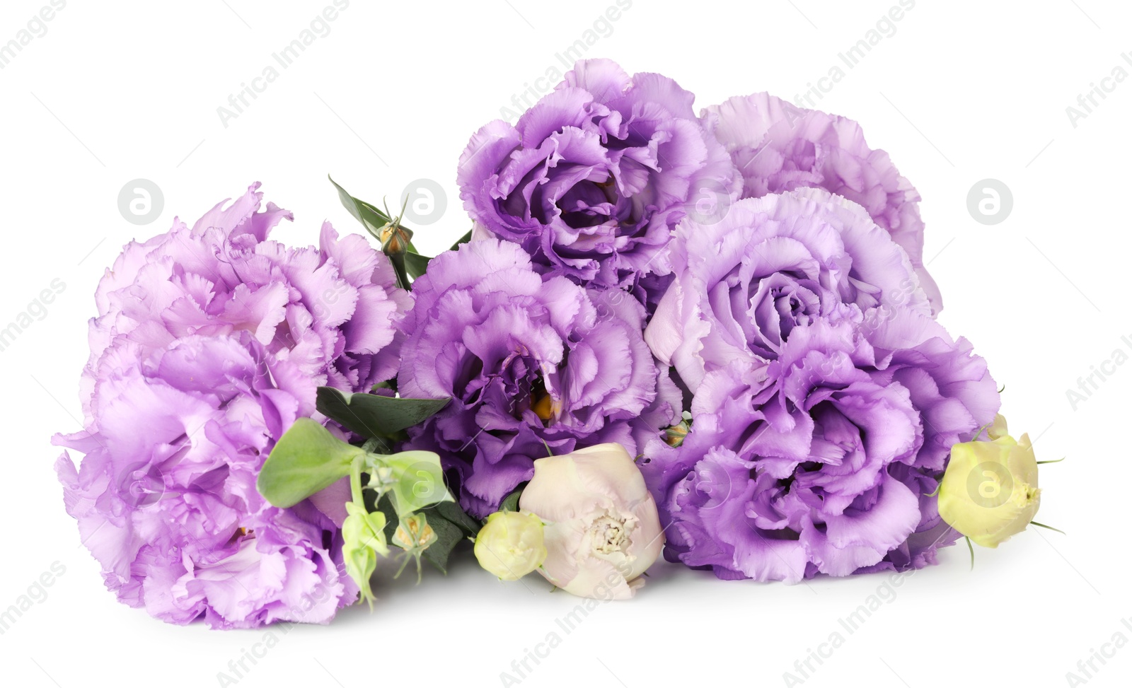 Photo of Beautiful violet eustoma flowers with green leaves isolated on white