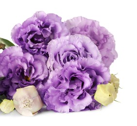 Photo of Beautiful violet eustoma flowers with green leaves isolated on white