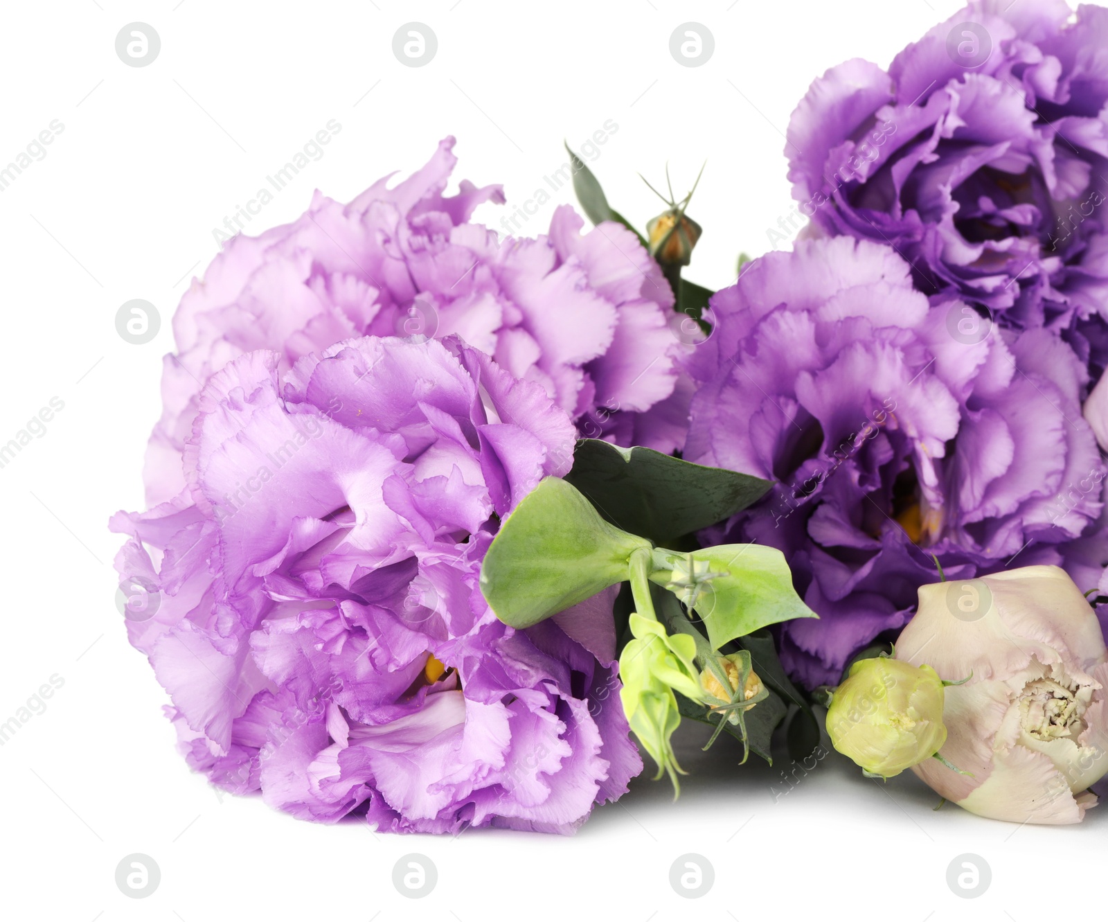 Photo of Beautiful violet eustoma flowers with green leaves isolated on white