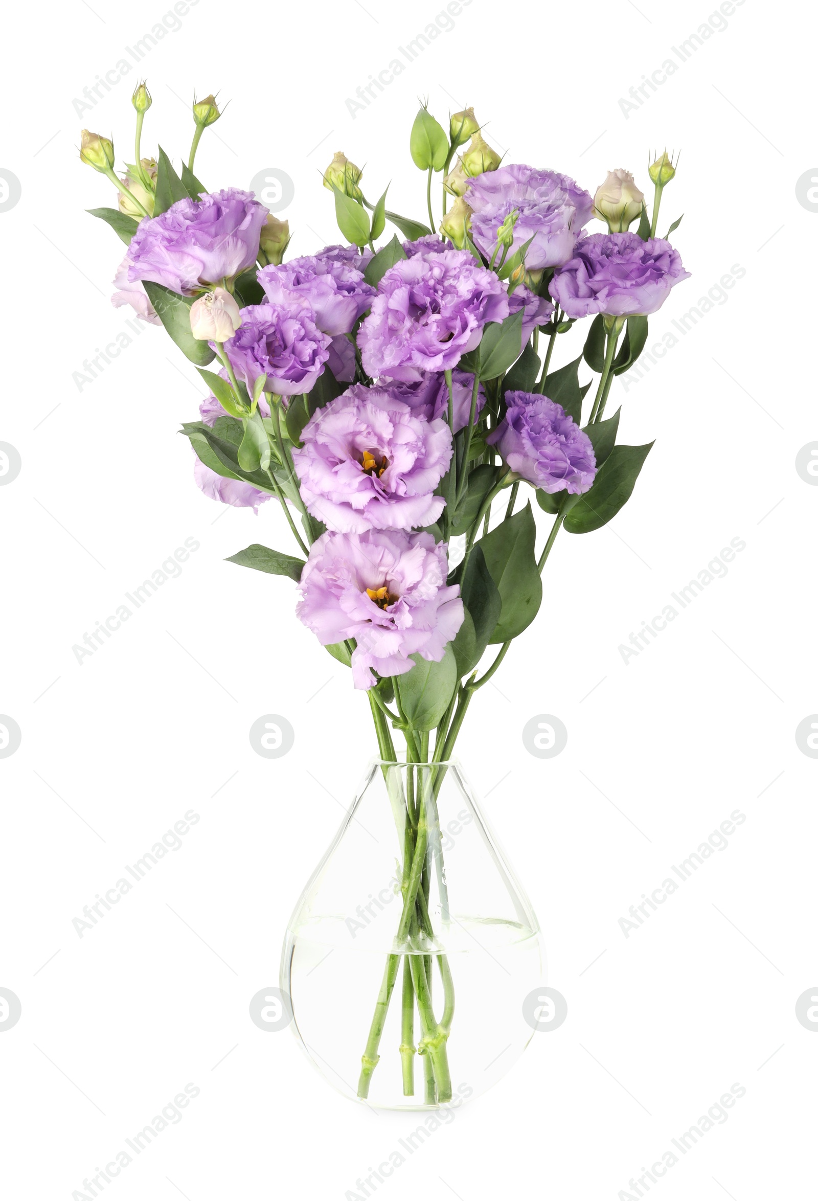 Photo of Vase with beautiful violet eustoma flowers isolated on white