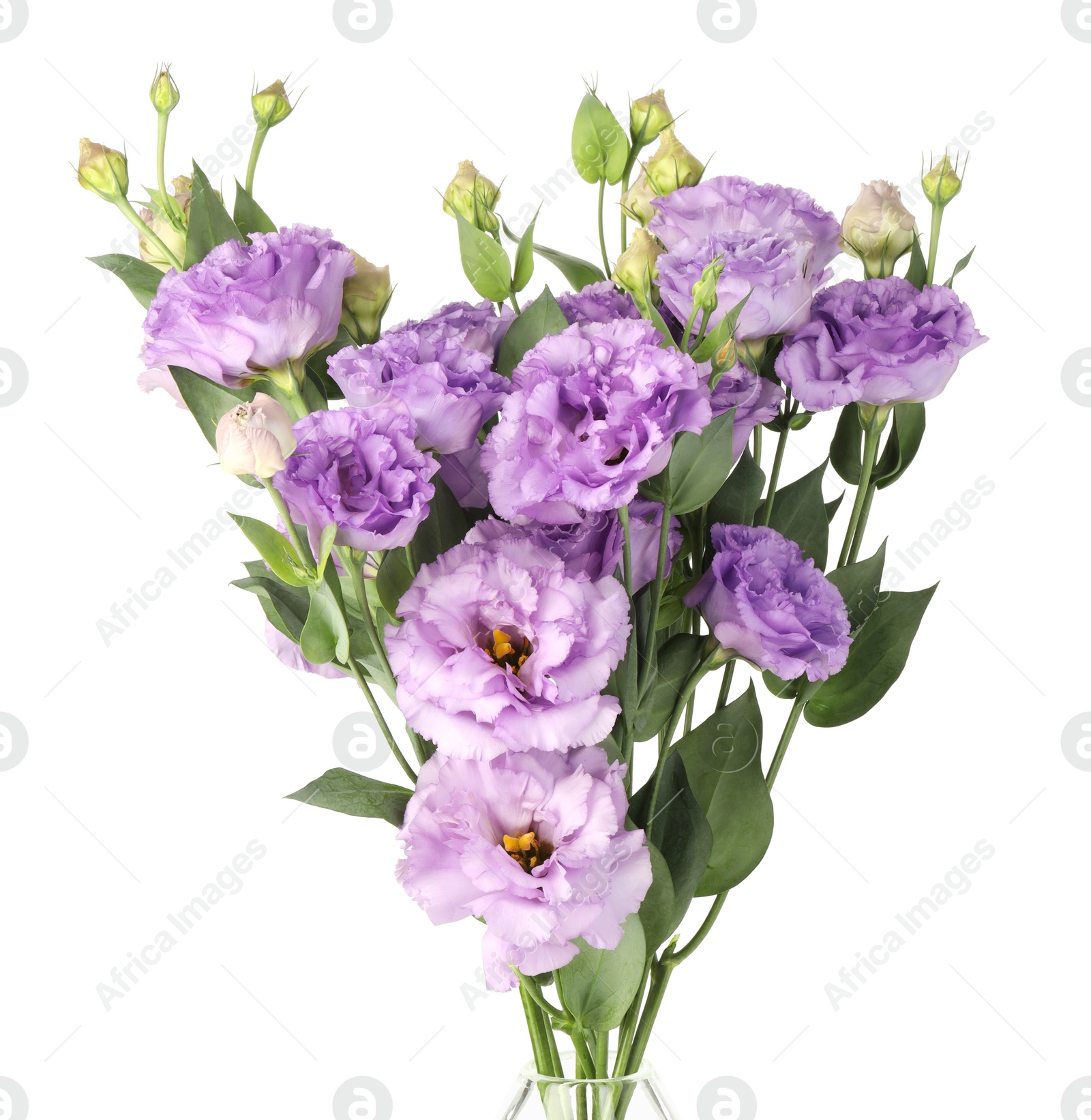 Photo of Beautiful violet eustoma flowers with green leaves isolated on white