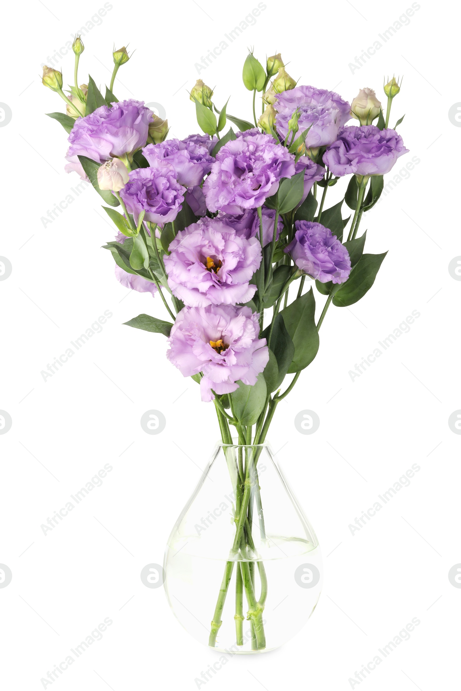 Photo of Vase with beautiful violet eustoma flowers isolated on white