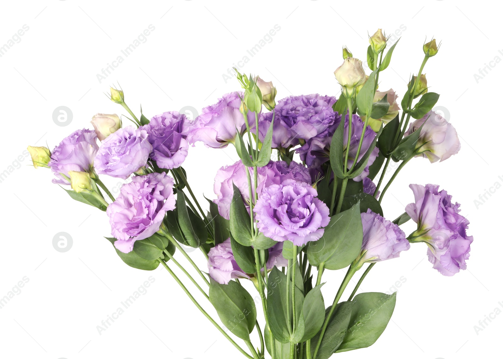 Photo of Bouquet of violet eustoma flowers with green leaves isolated on white