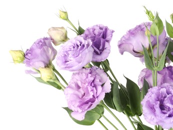 Photo of Beautiful violet eustoma flowers with green leaves isolated on white