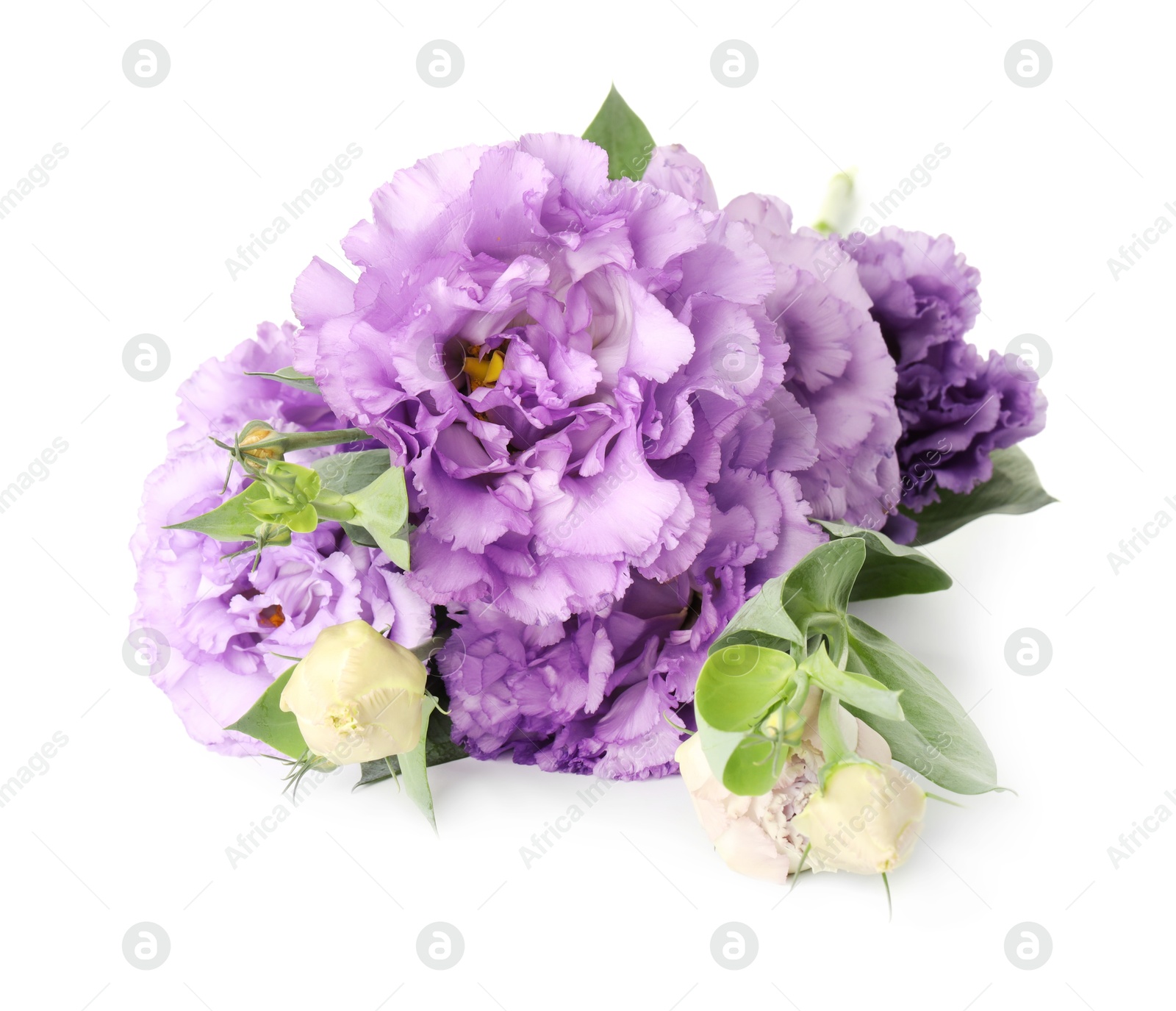 Photo of Beautiful violet eustoma flowers with green leaves isolated on white