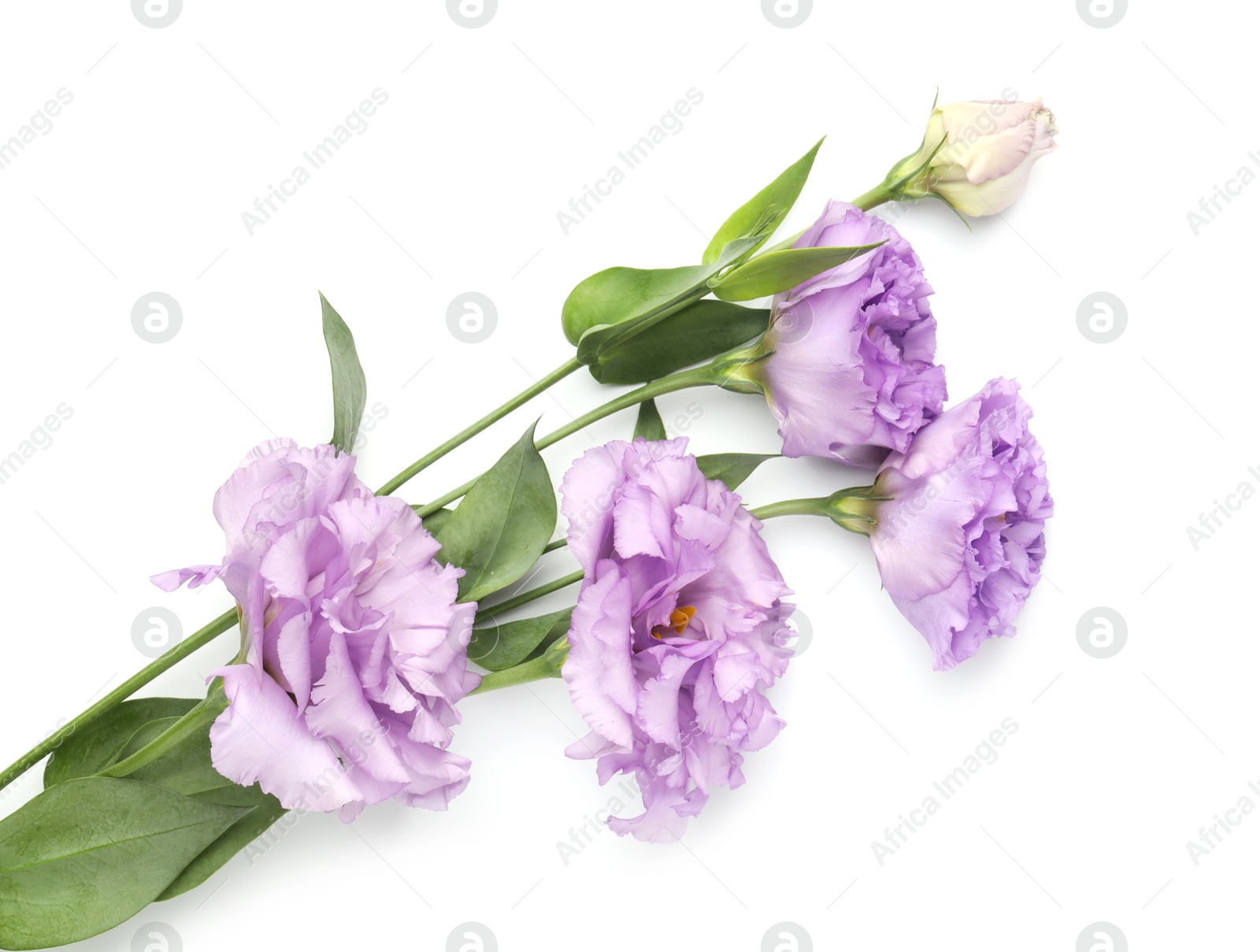 Photo of Beautiful violet eustoma flowers with green leaves isolated on white, top view