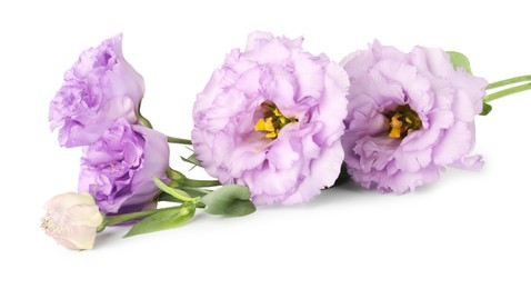 Photo of Beautiful violet eustoma flowers with green leaves isolated on white