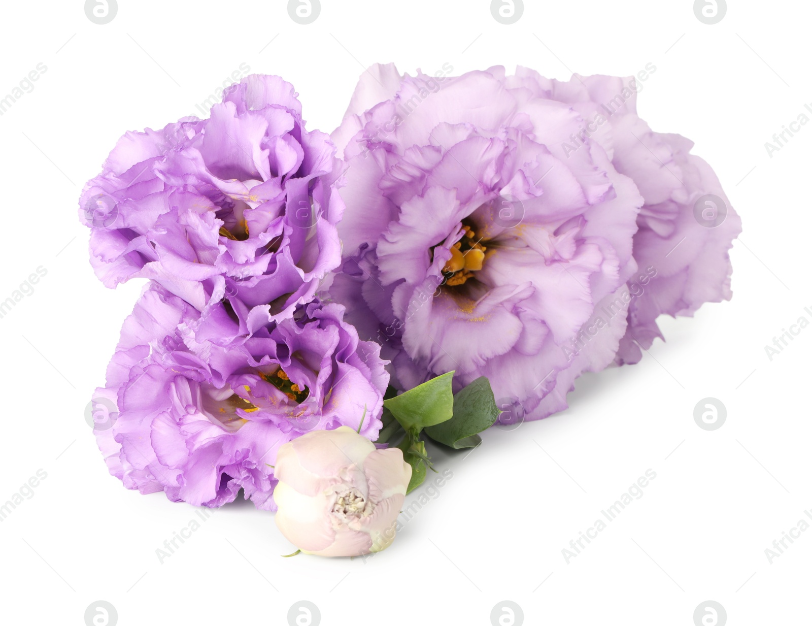 Photo of Beautiful violet eustoma flowers isolated on white