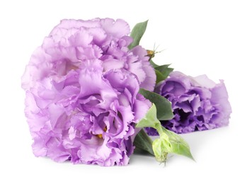 Photo of Beautiful violet eustoma flowers with green leaves isolated on white