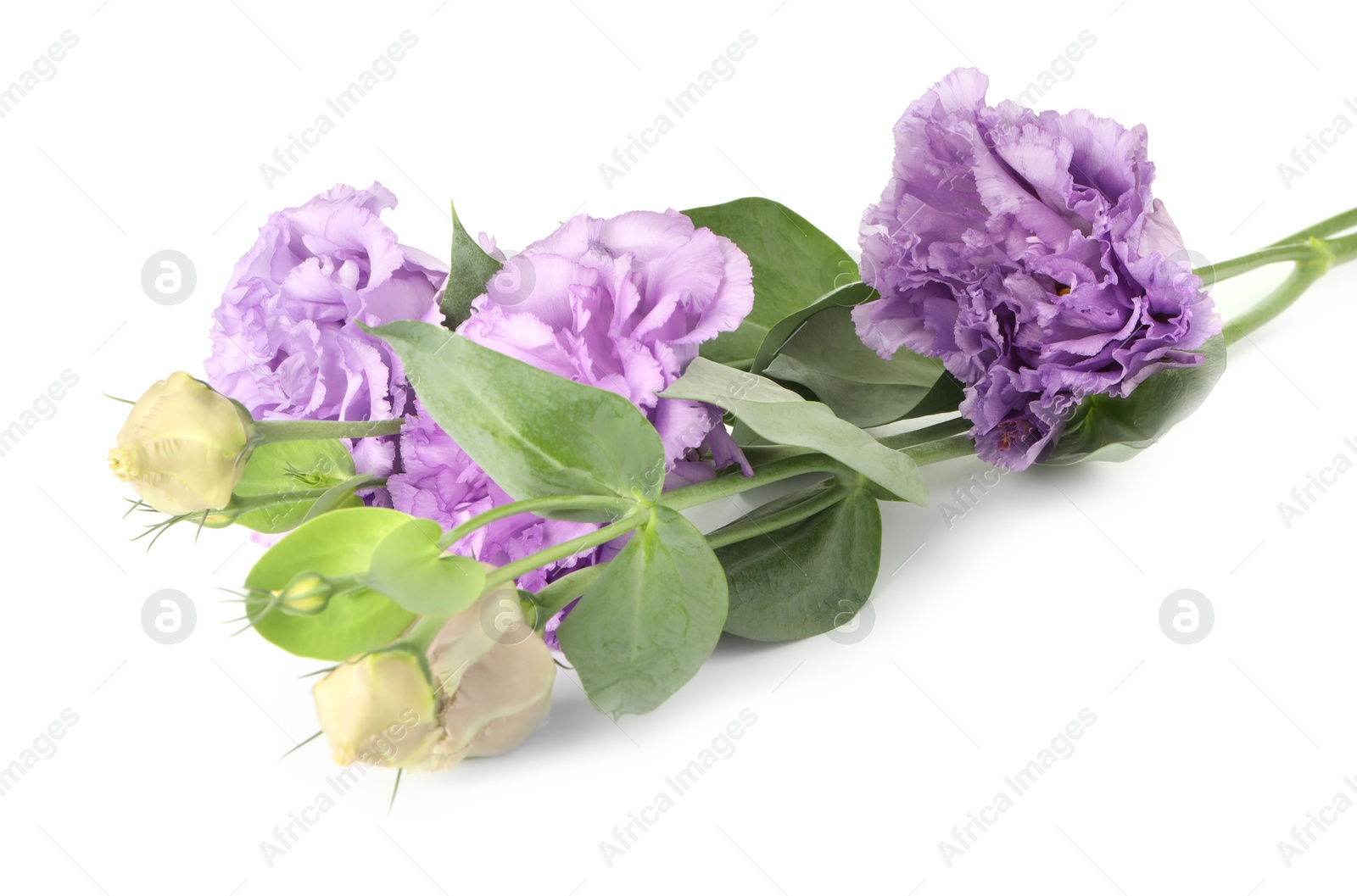 Photo of Beautiful violet eustoma flowers with green leaves isolated on white