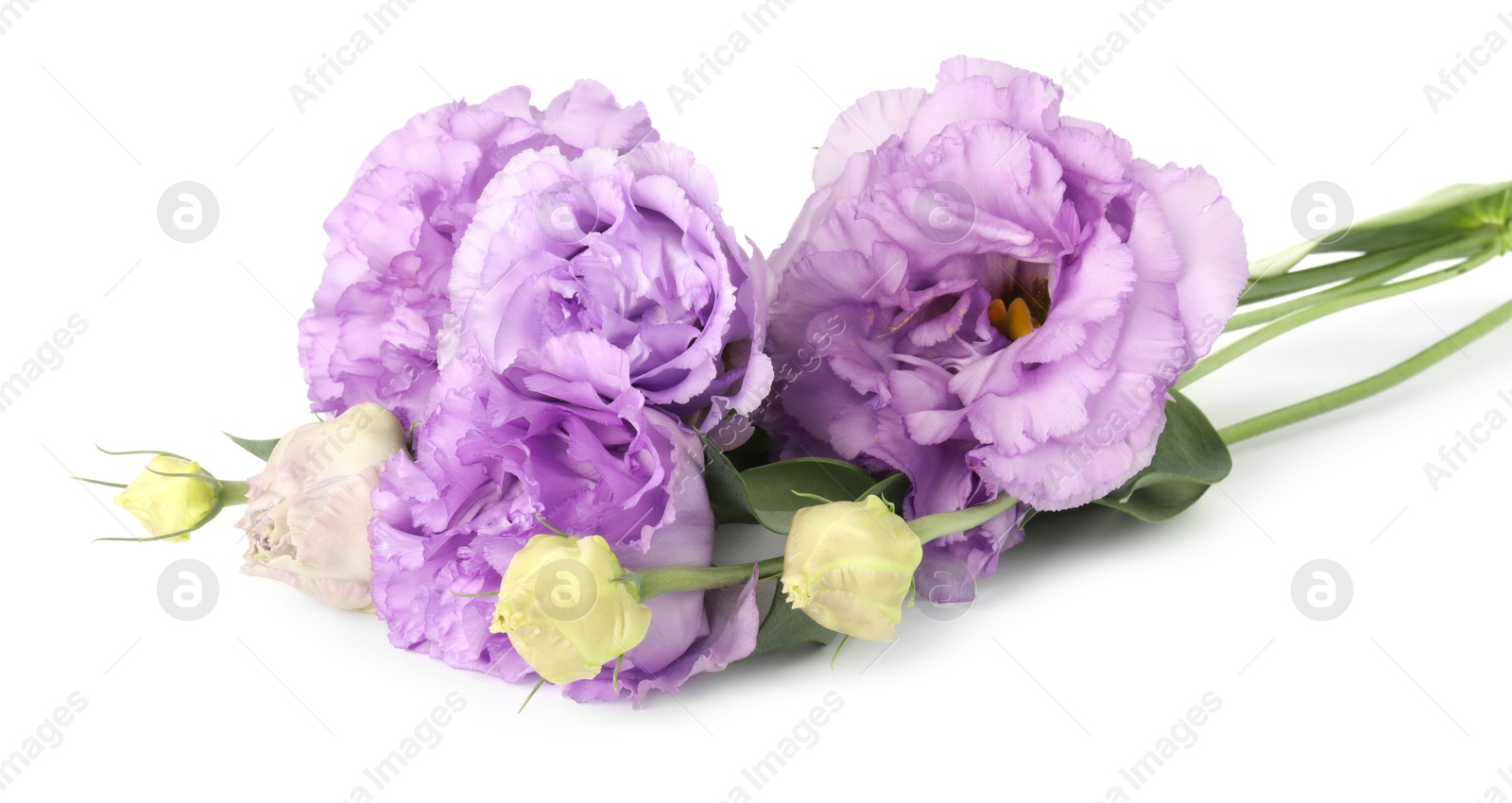 Photo of Beautiful violet eustoma flowers with green leaves isolated on white