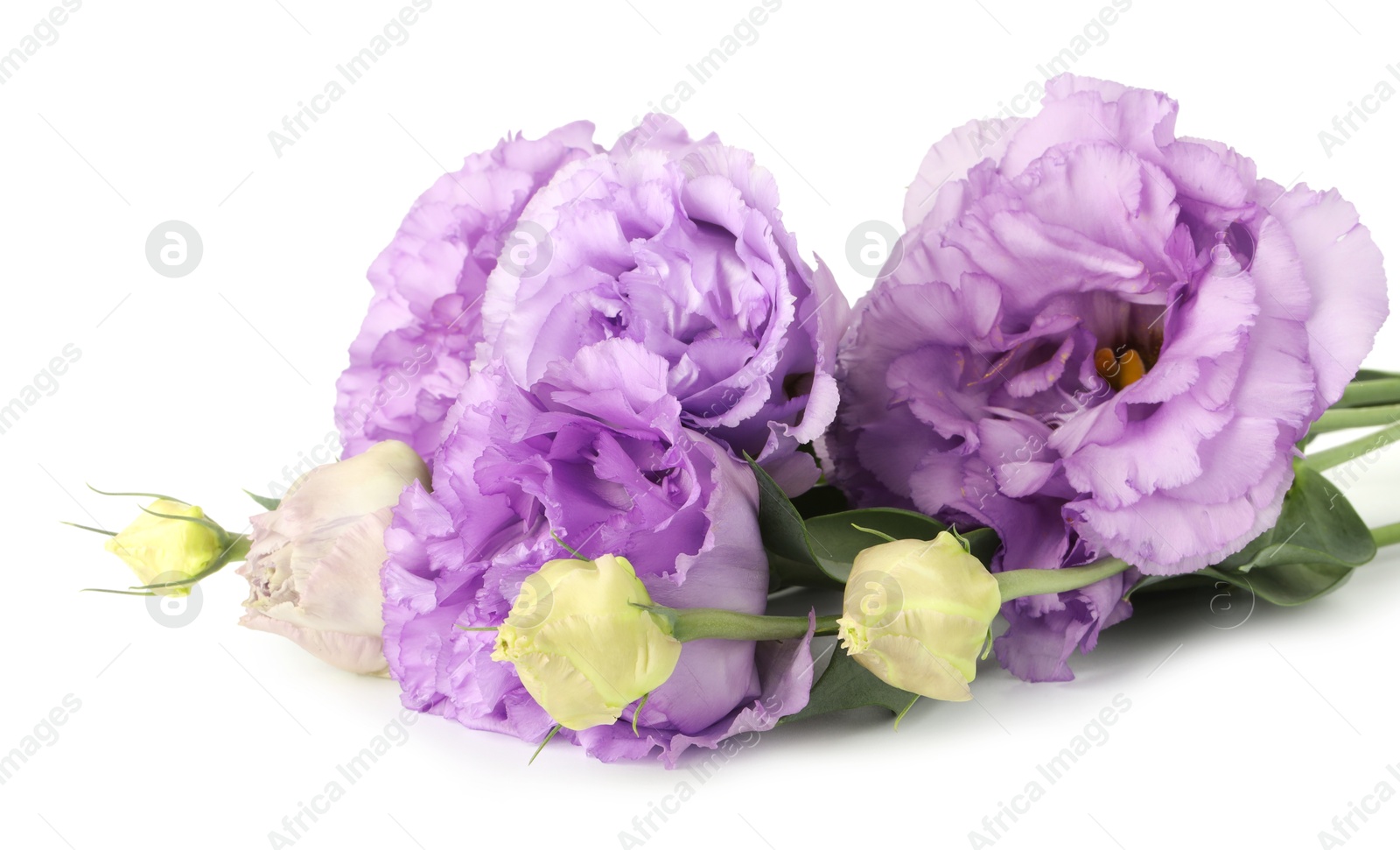 Photo of Beautiful violet eustoma flowers with green leaves isolated on white