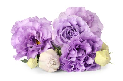 Photo of Beautiful violet eustoma flowers isolated on white