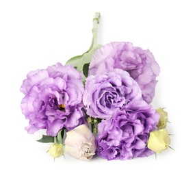 Photo of Beautiful violet eustoma flowers with green leaves isolated on white