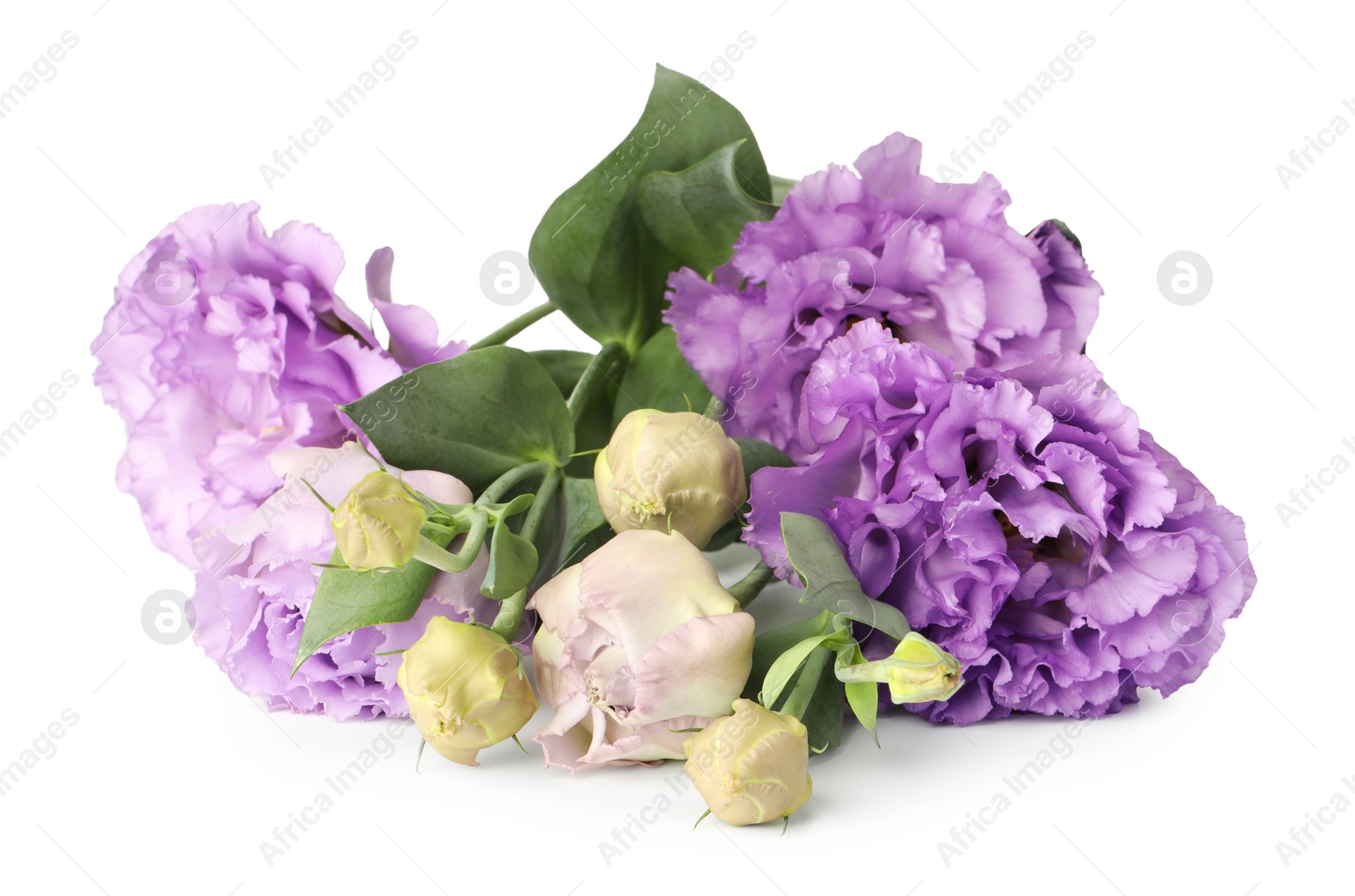 Photo of Beautiful violet eustoma flowers with green leaves isolated on white