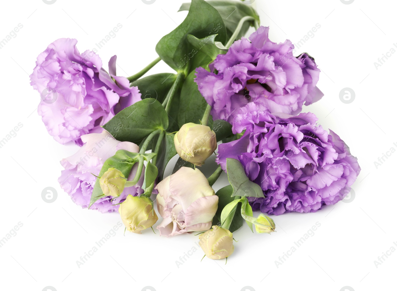 Photo of Beautiful violet eustoma flowers with green leaves isolated on white